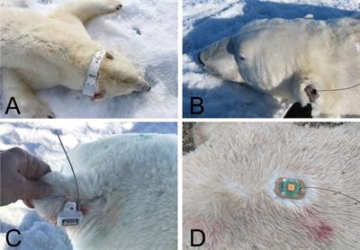 The Role of Satellite Telemetry Data in 21st Century Conservation of Polar Bears (Ursus maritimus)